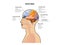 Male head with brain lobes, human brain anatomy, diagram Sections of head, 3d and 2d graphic