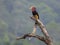 Male Helmeted Hornbill perch close