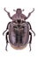 Male hermit beetle (Osmoderma eremita)