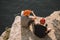 male hikers in protective helmets resting and eating canned food on rocky cliff