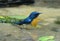 Male hill blue flycatcher