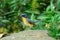 Male hill blue flycatcher