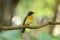 Male hill blue flycatcher