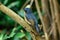 Male hill blue flycatcher