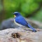 Male Hill Blue Flycatcher