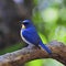 Male Hill Blue Flycatcher