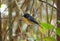 Male hill blue flycatcher