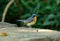 Male hill blue flycatcher