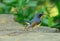 Male hill blue flycatcher