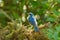 Male Himalayan Bluetail (Tarsiger rufilatus)