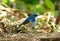 Male Himalayan Bluetail (Tarsiger rufilatus)