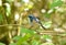 Male Himalayan Bluetail (Tarsiger rufilatus)