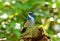 Male Himalayan Bluetail (Tarsiger rufilatus)