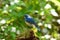 Male Himalayan Bluetail (Tarsiger rufilatus)