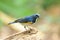 Male Himalayan Bluetail (Tarsiger rufilatus)