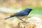 Male Himalayan Bluetail (Tarsiger rufilatus)