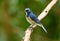 Male Himalayan Bluetail (Tarsiger rufilatus)