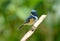 Male Himalayan Bluetail (Tarsiger rufilatus)