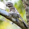 Male Hodgson Frogmouth