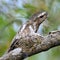 Male Hodgson Frogmouth