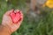 Male holding in hands piece of watermelon shaped like heart