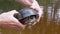 Male Holds in Hands a Pond Turtle Caught in the River. Zoom. Close up.