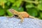 Male Hood lava lizard on Espanola Island, Galapagos National par