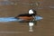 Male Hooded Merganser