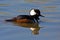 Male Hooded Merganser