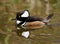 Male Hooded Merganser