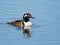 Male Hooded Merganser