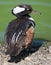 Male Hooded Merganser duck closeup