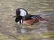 Male hooded Merganser duck closeup