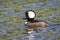 Male Hooded Merganser Swimming in a Pond