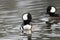 Male Hooded Mergansers swimming in Georgia pond