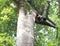 A male hornbill on a tree in Tangkoko national park