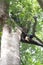 A male hornbill on a tree in Tangkoko national park