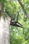 A male hornbill on a tree in Tangkoko national park