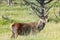 Male horned brown deer on mountain meadows