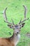 Male horned deer close up