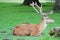 Male horned deer resting in the forest