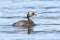 Male horned grebe in the water