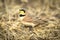 Male Horned Lark in dry grass.