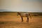 Male horse on rural farm field