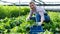 Male horticulturist picking Malabar spinach in greenhouse indoor