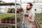 Male horticulturist puts the pots of tomatoes seedlingon the shelves