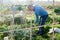 Male horticulturist using mattock at land with turnip in garden