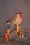 Male House Finch