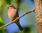 Male House Finch