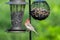 Male House Finch at bird feeders